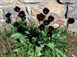 07/04/2026 Villiers sous Grez et Gif sur Yvette