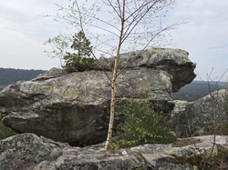 24/03/2026 Arbonne la Foret